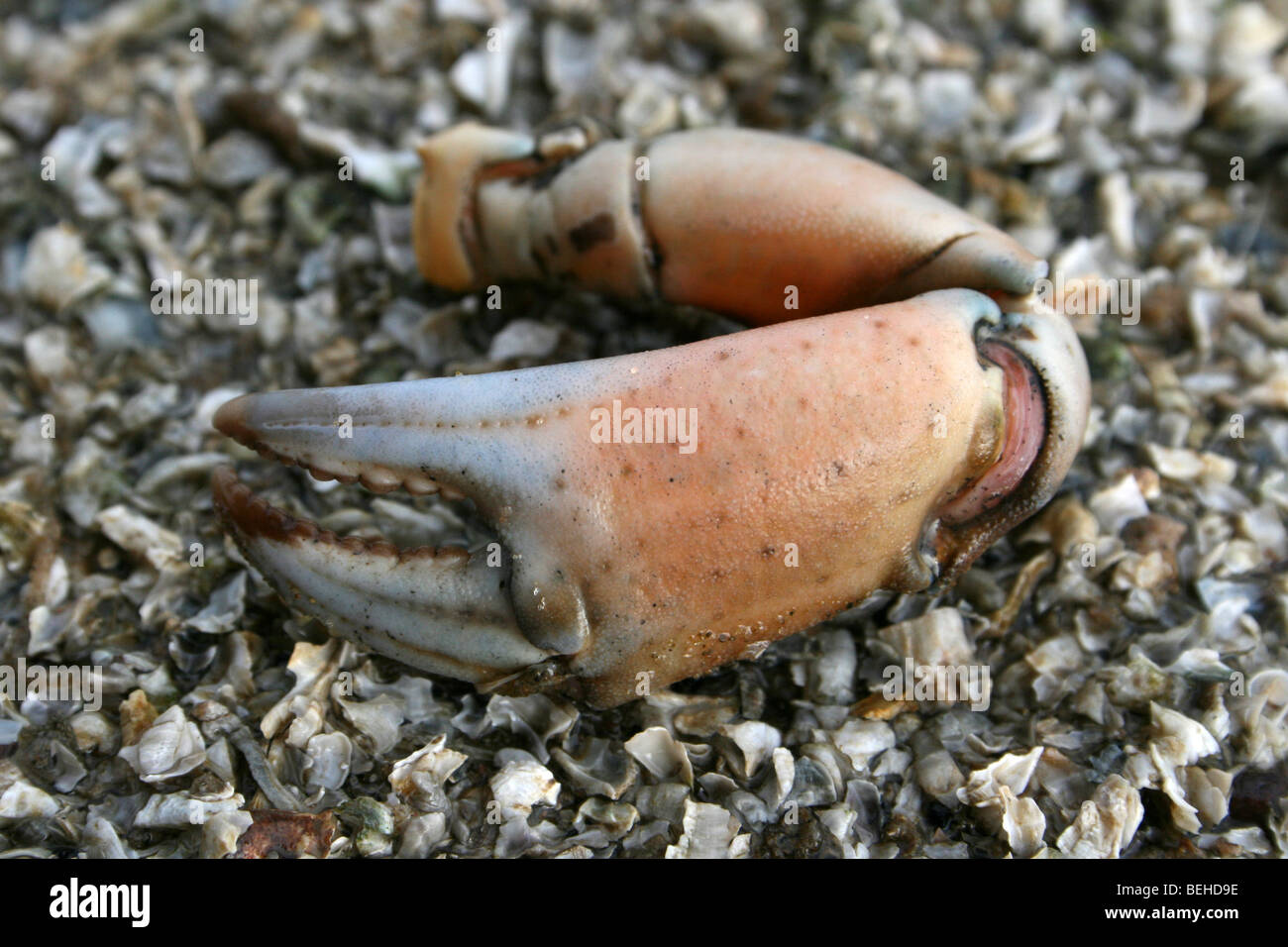 Klaue von A Common Shore Crab Carcinus Maenas am Strand von New Brighton, Wallasey, The Wirral, Merseyside, Großbritannien Stockfoto