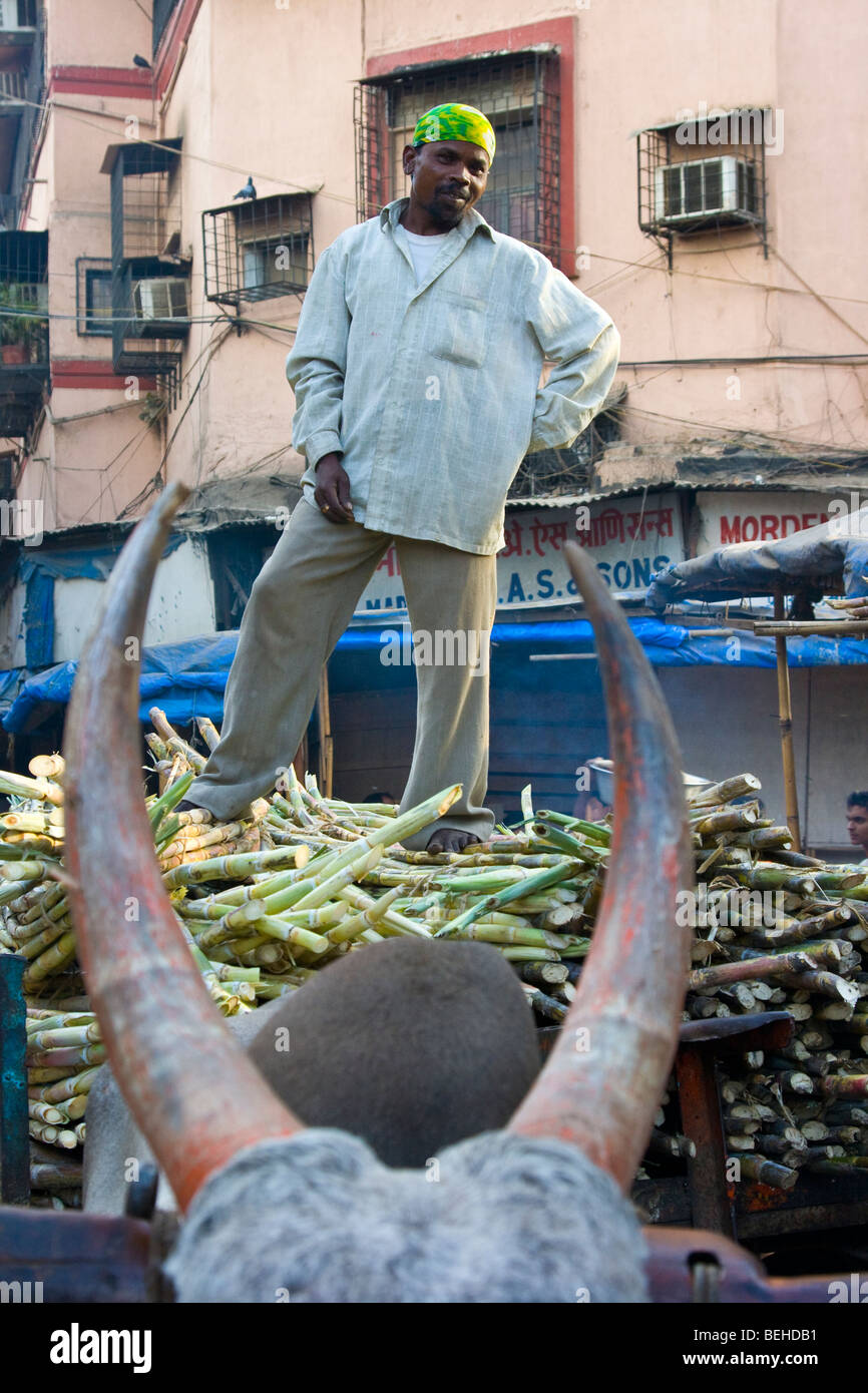 Bull Warenkorb schleppen Zuckerrohr auf den Markt in Mumbai Indien Stockfoto