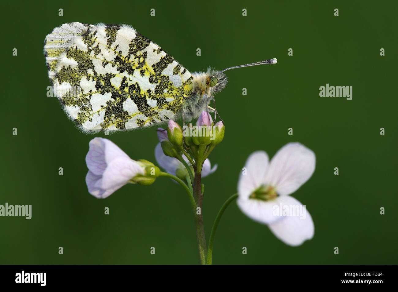 Orange Tipp (Anthocharis Cardamines) auf Kuckuck Blume (Cardamine Pratensis), Belgien Stockfoto