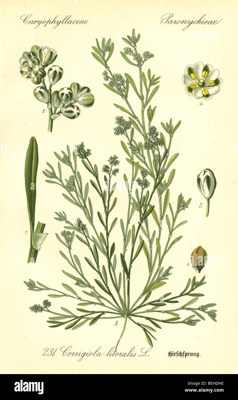 Ca. 1880 s Gravur der Strapwort (Corrigiola Litoralis) von Prof. Dr. Thome Flora von Deutschland. Stockfoto