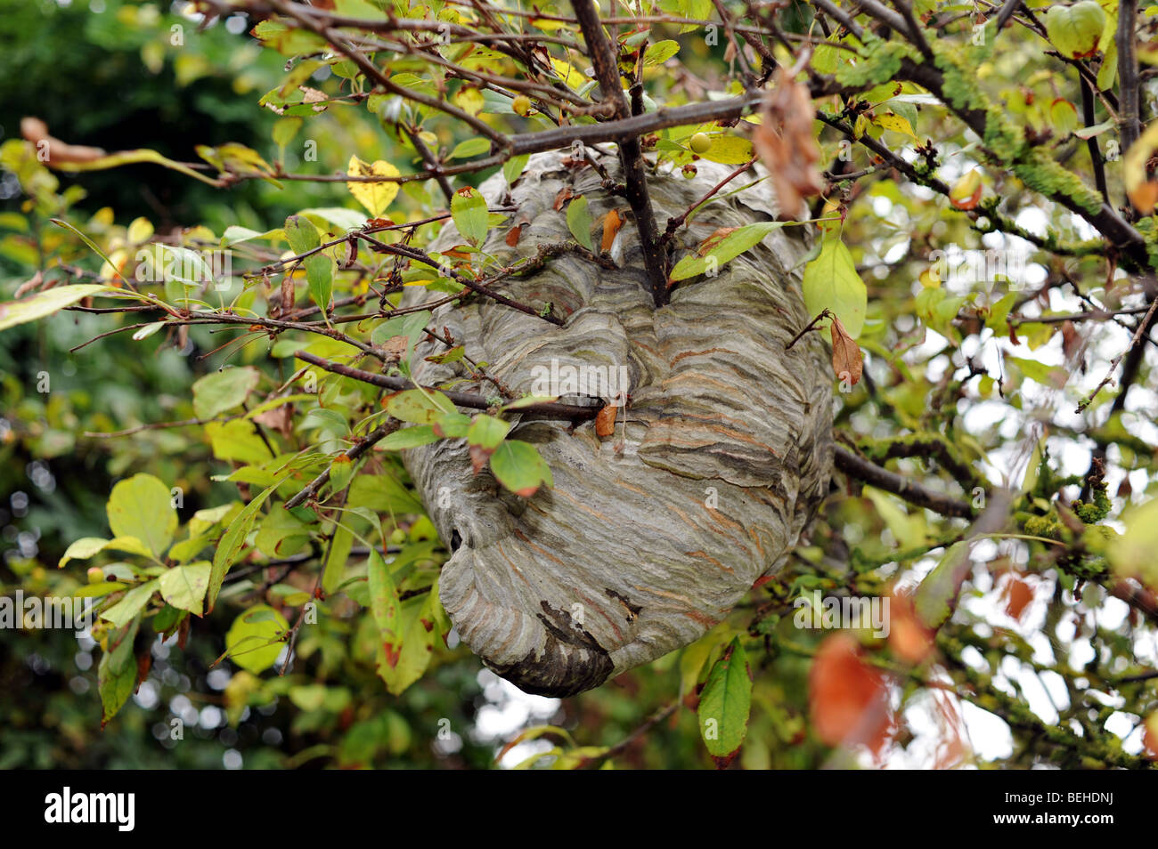 Alten Wespen-Nest, das aussieht wie Film Alien ET in einem Sussex Garten UK Stockfoto