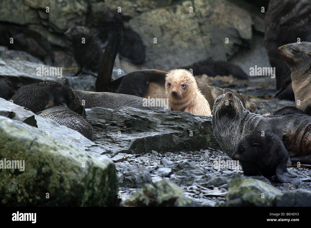 Leucistic Blonde oder "gold" Antarctic Fur Seal Pup, Elsehul, Süd-Georgien Stockfoto