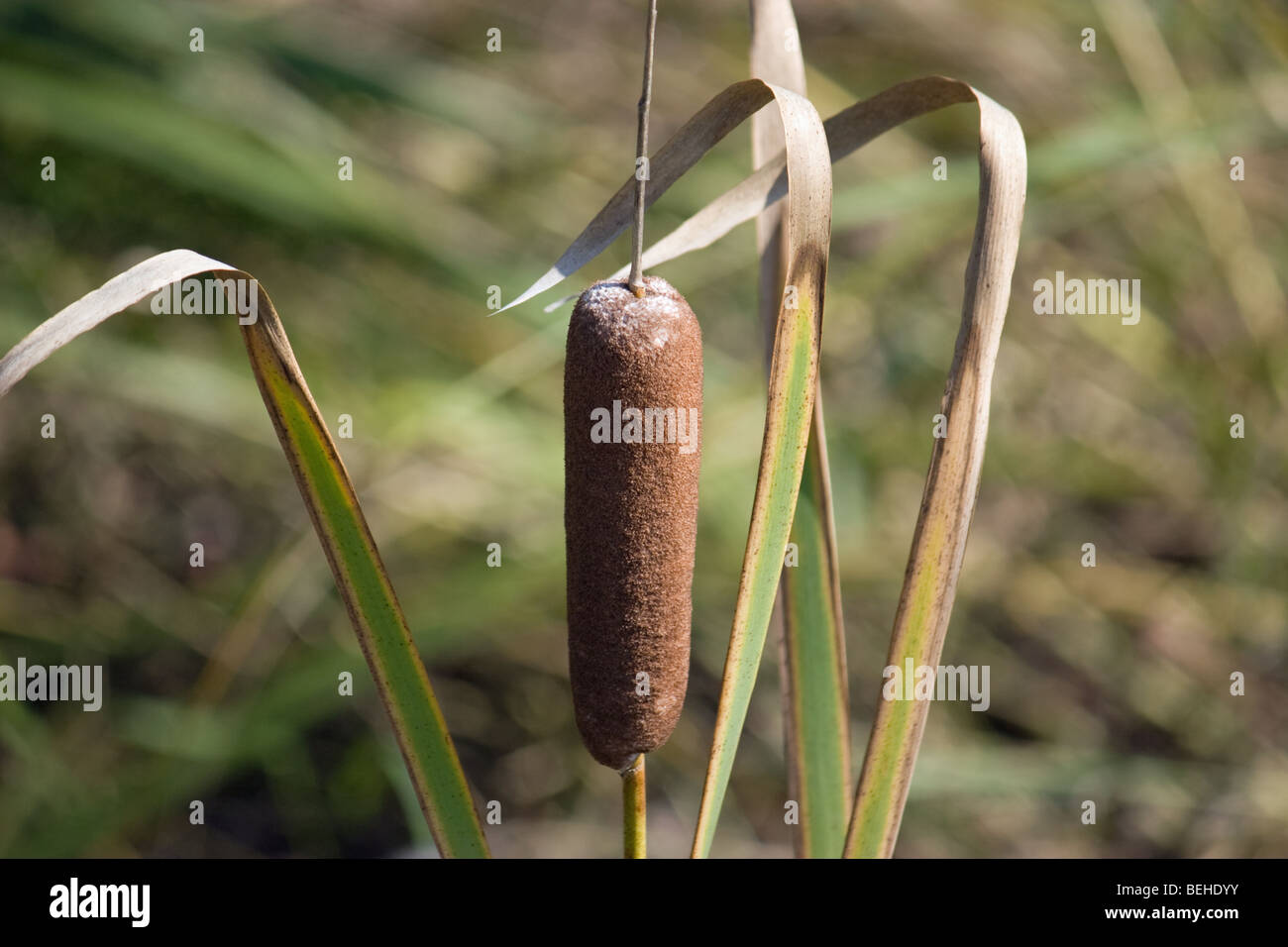 Rohrkolben Pflanze Stockfoto