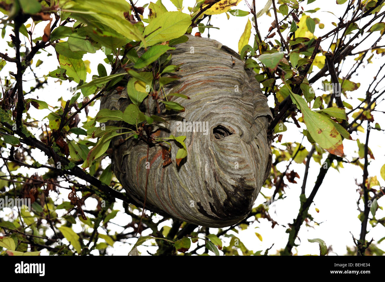 Alten Wespen-Nest, das aussieht wie Film Alien ET in einem Sussex Garten UK Stockfoto