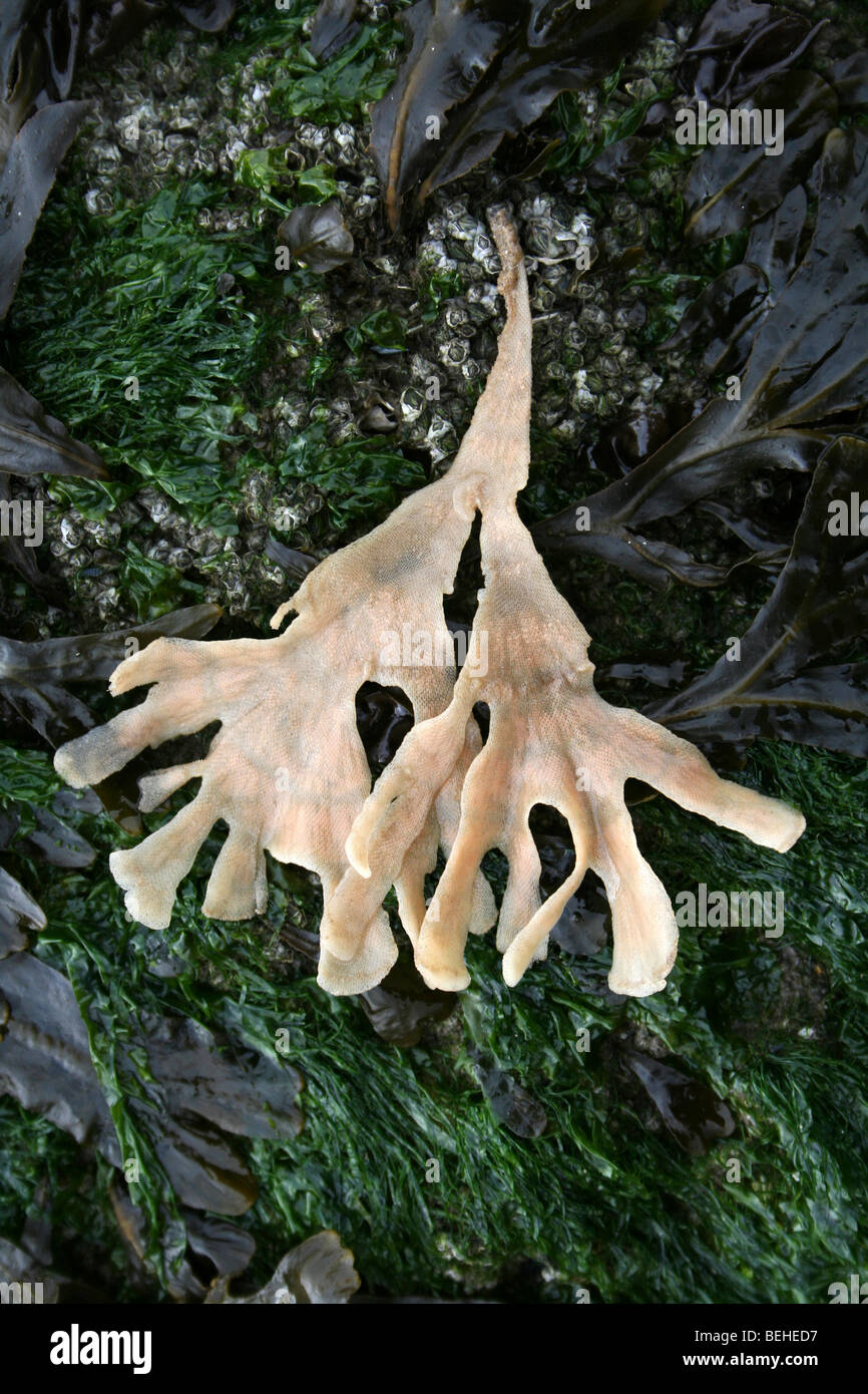 Hornwrack Flustra Foliacea, A Bryozoan oder Meer-Matte in New Brighton, Wallasey, The Wirral, Merseyside, UK Stockfoto