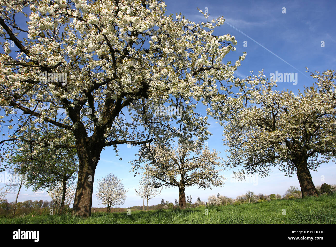 Blühender Baum Obstgarten, Haspengouw, Belgien Stockfoto