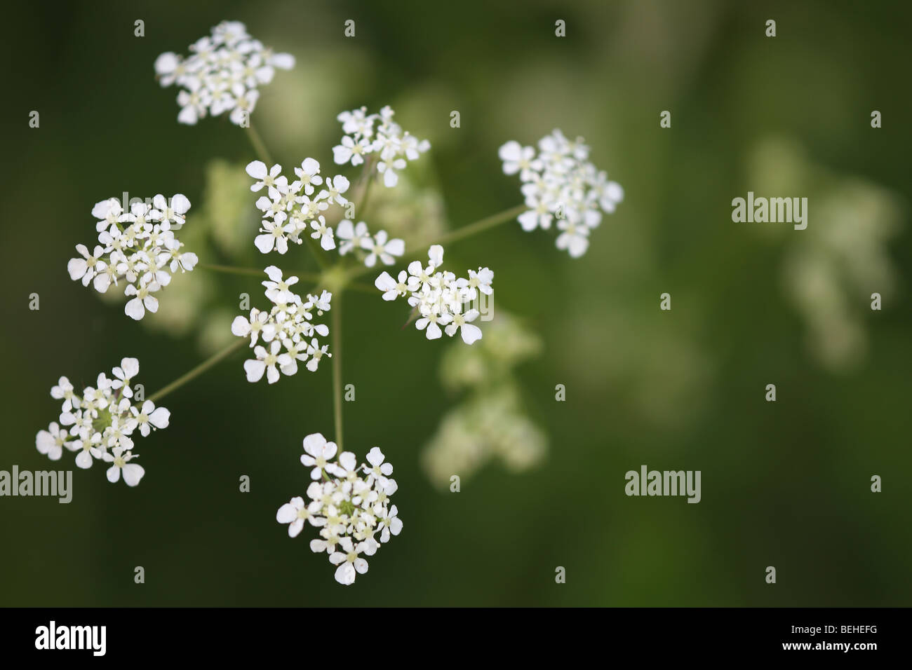Kuh-Petersilie / wilder Kerbel / Keck (Anthriscus Sylvestris) auf Wiese im Frühling Stockfoto