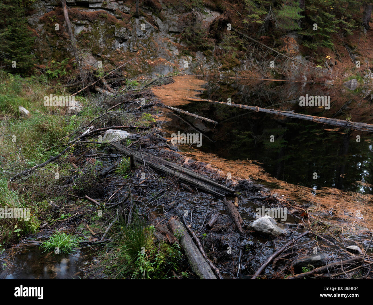 Canadian beaver beaver dam canadensis Fotos und Bildmaterial in hoher