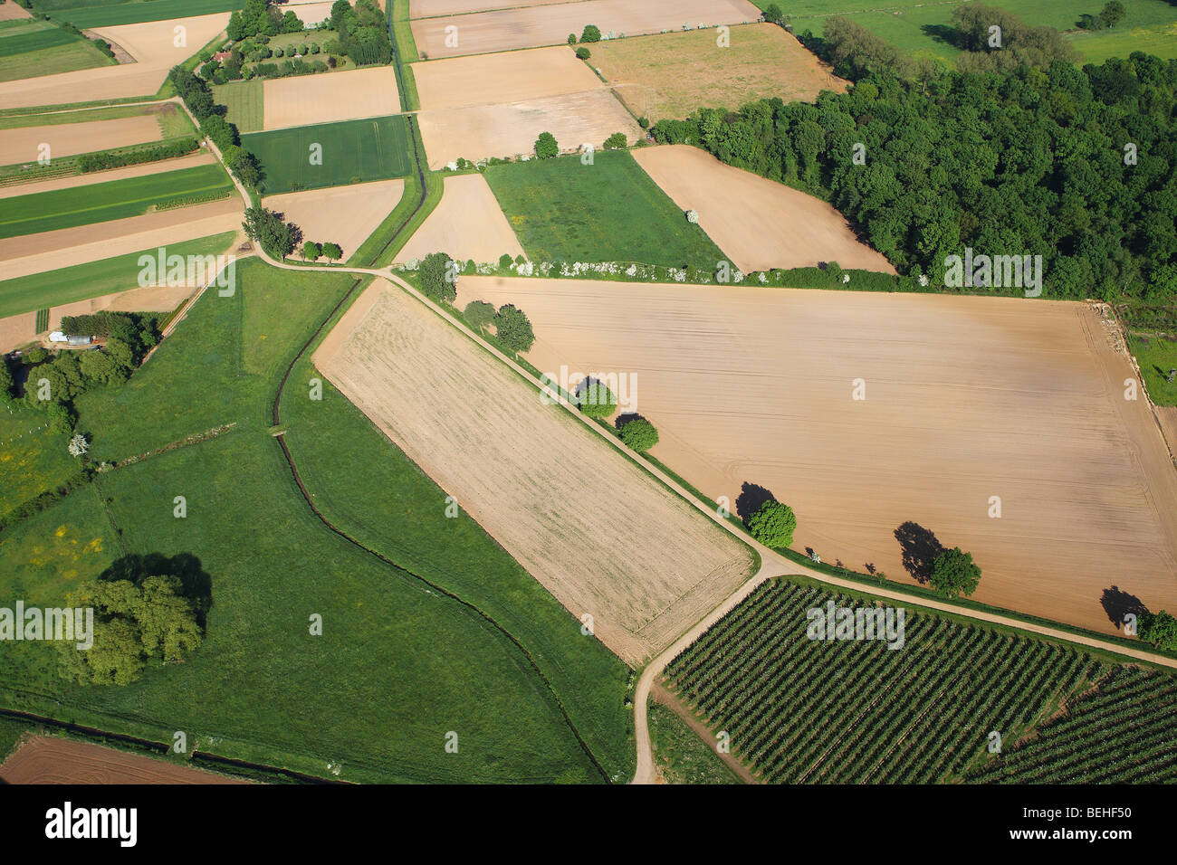 Reihe von Bäumen und Wald Weg in Felder und Wiesen aus der Luft, Belgien Stockfoto