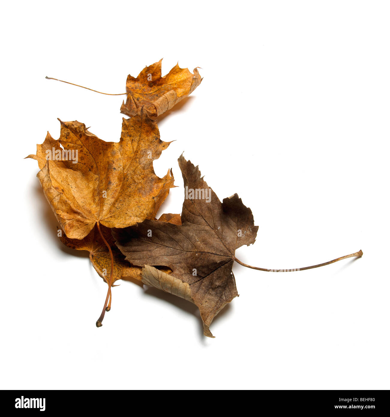 Braune und grüne gefallenen Blätter im Herbst Stockfoto