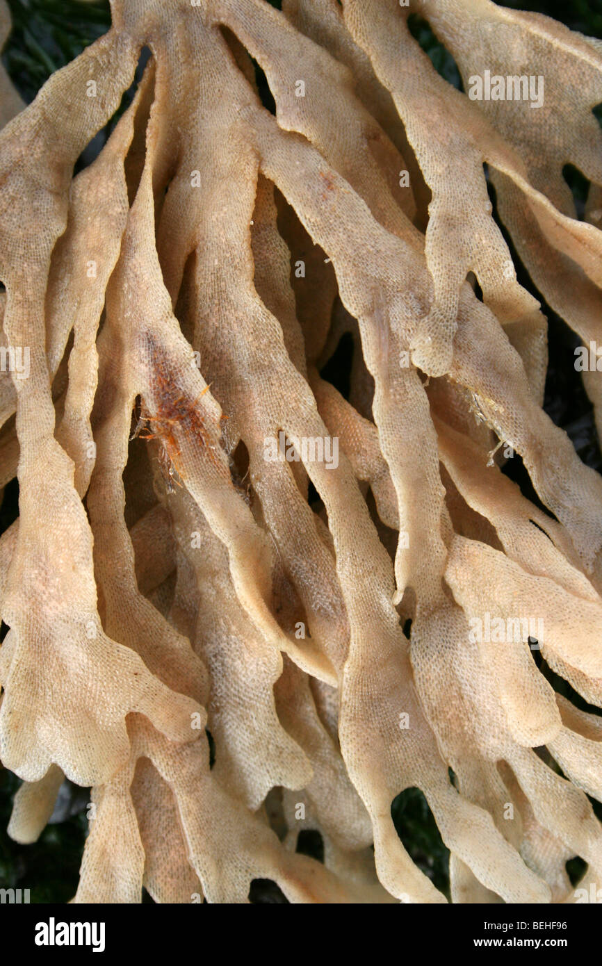 Wedel von Hornwrack Flustra Foliacea, A Bryozoan oder Meer-Matte in New Brighton, Wallasey, The Wirral, Merseyside, UK Stockfoto