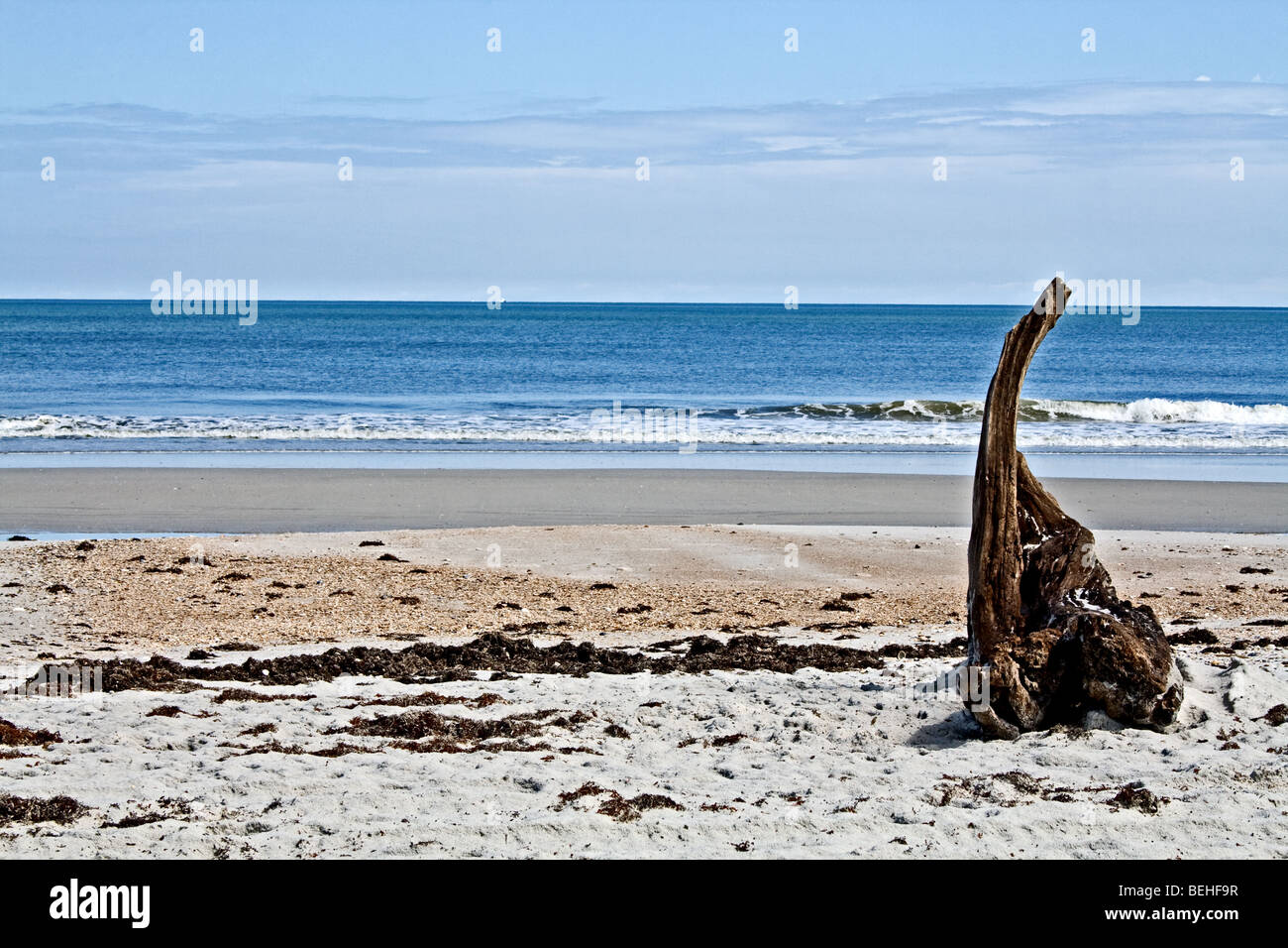 Großes Stück Treibholz an einem ruhigen beschaulichen Strand Stockfoto