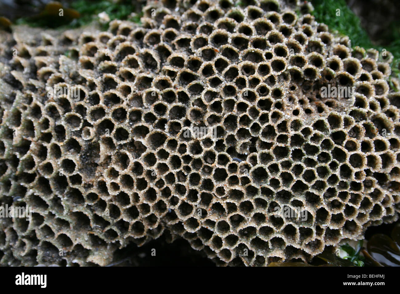Enge, von Reef Kolonie von The Honeycomb Wurm Sabellaria Alveolata in New Brighton, Wallasey, The Wirral, Merseyside, UK Stockfoto