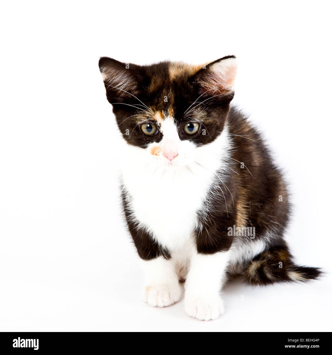 Süße Schildpatt Kätzchen im studio Stockfoto
