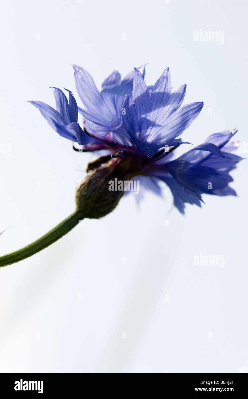 Centaurea Cyanus (Kornblume, Schaltfläche "Bachelor's", Zusammenarbeit, Boutonniere Blume, Hurtsickle) Stockfoto