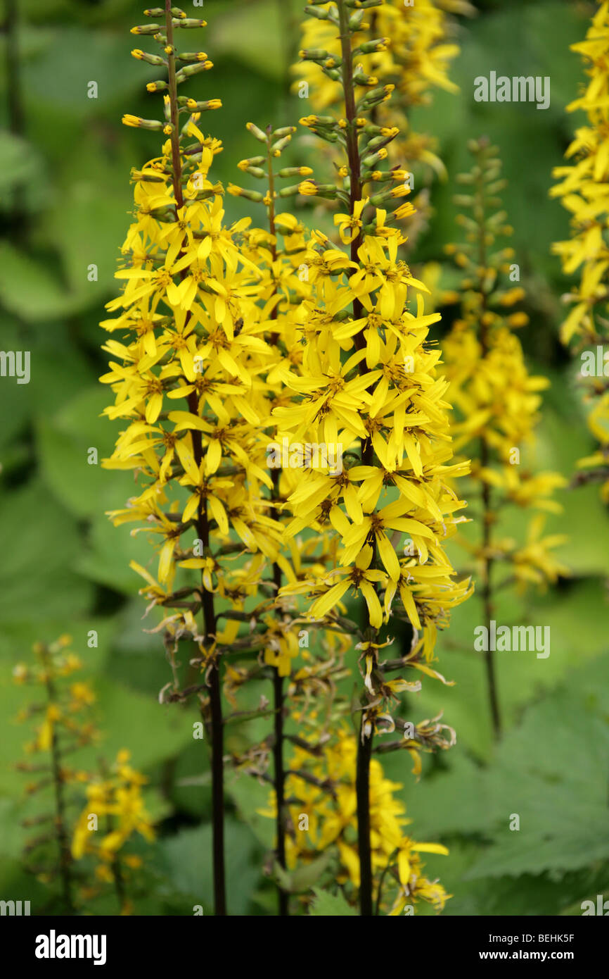 Shavalski die Ligularia, Ligularia Przewalskii 'The Rocket', Asteraceae. Native zu Orten in der Mongolei und Nordchinas zu dämpfen. Stockfoto