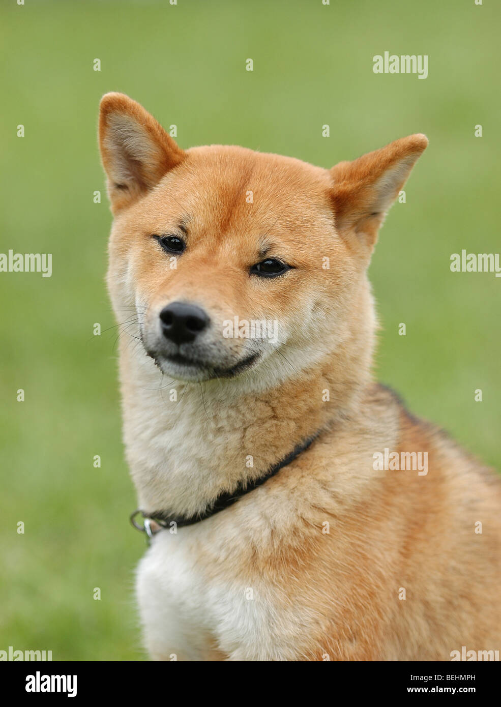 Shiba Inu Hund Porträt im Garten Stockfoto