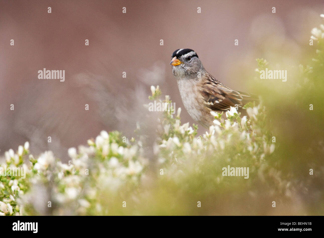 White-crowned Sparrow (Zonotrichia Leucophrys), Abbotts Lagune, Point Reyes National Seashore, Kalifornien, USA Stockfoto