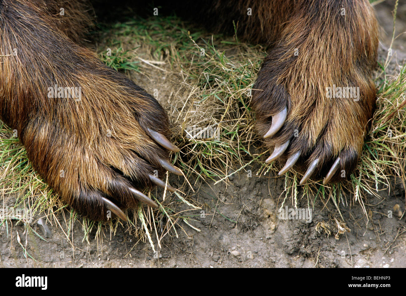 Nahaufnahme der Braunbär (Ursus Arctos) Füße mit Krallen zeigen große Nägel Stockfoto