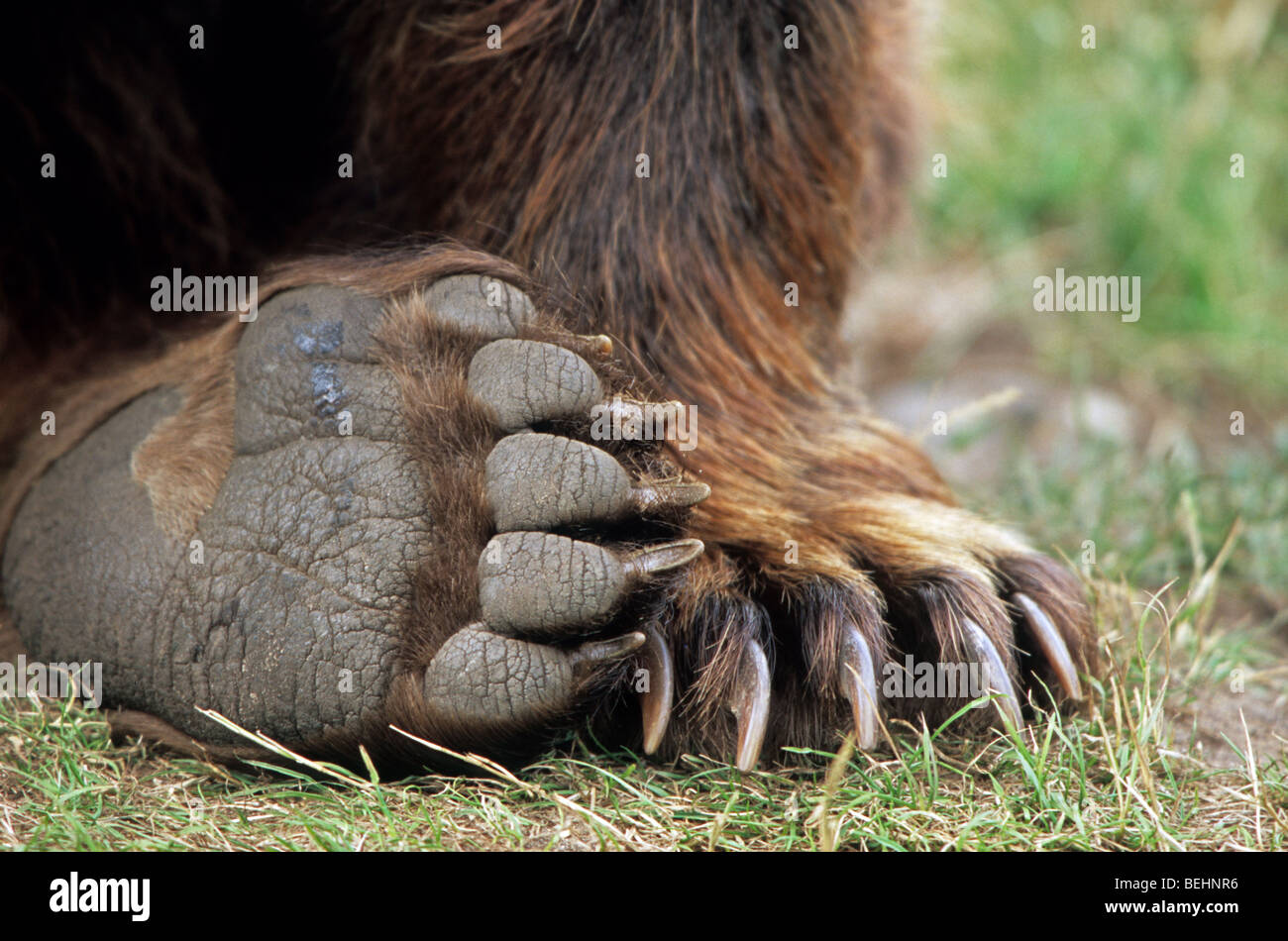 Nahaufnahme der Braunbär (Ursus Arctos) Füße mit Krallen, große Nägel und digitale pads Stockfoto