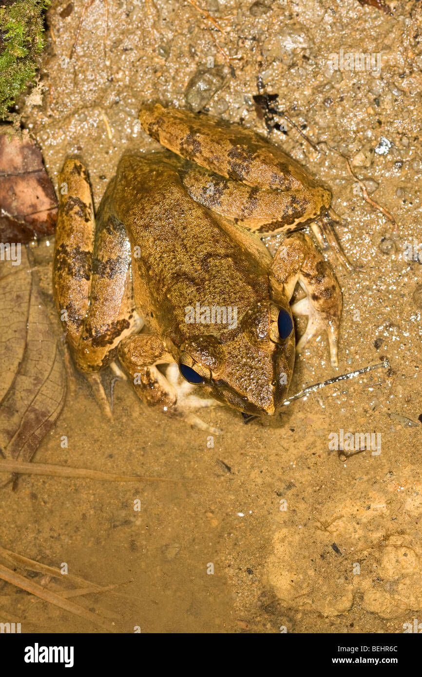 Riesen Fluss Frosch, Danum Valley, Borneo Stockfoto