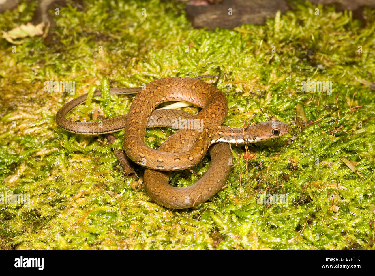 Gefleckte Boden Schlange, Sabah, Borneo Stockfoto