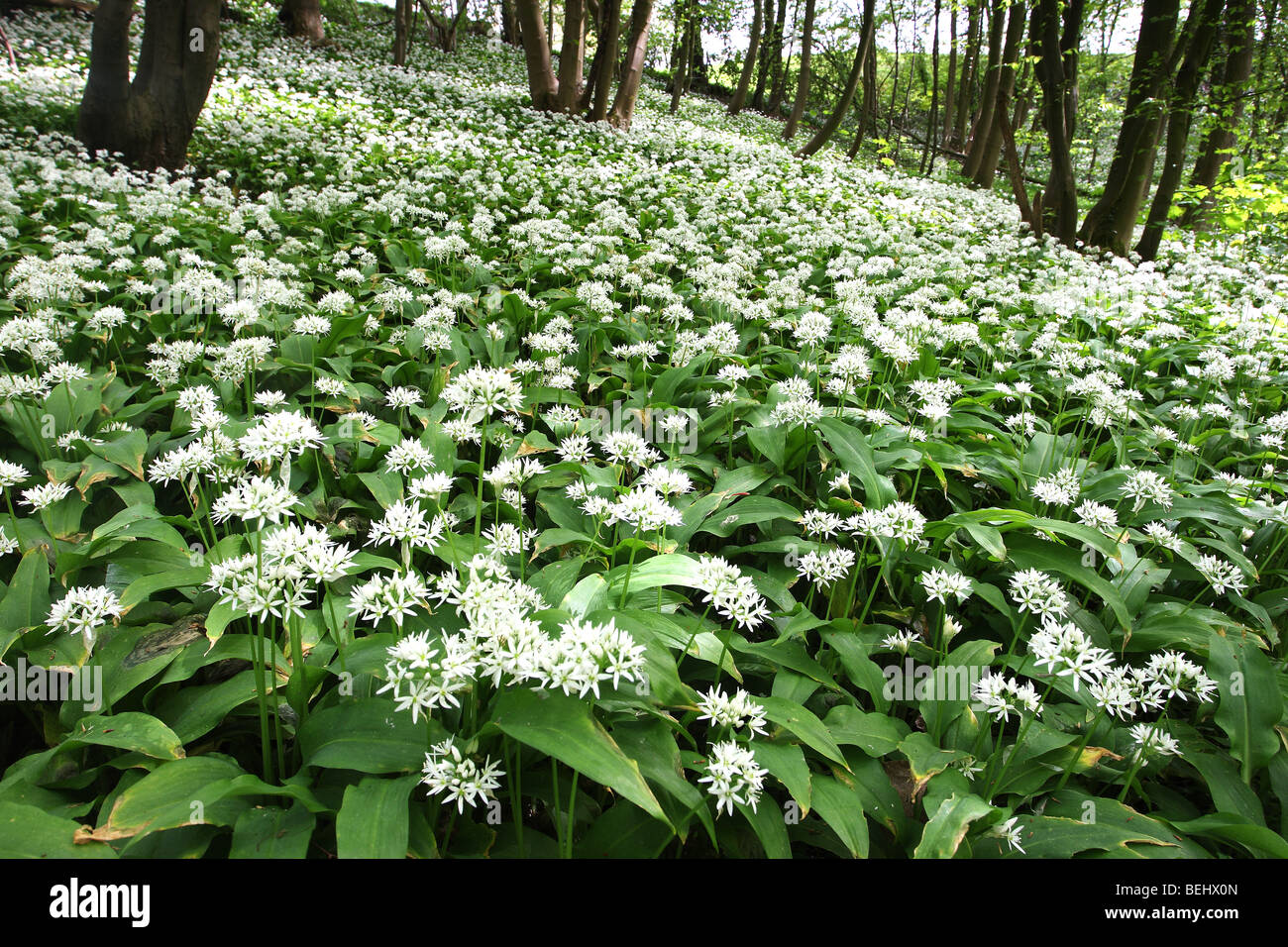 Wald mit Bärlauch / Lösegeld (Allium Ursinum), Belgien Stockfoto