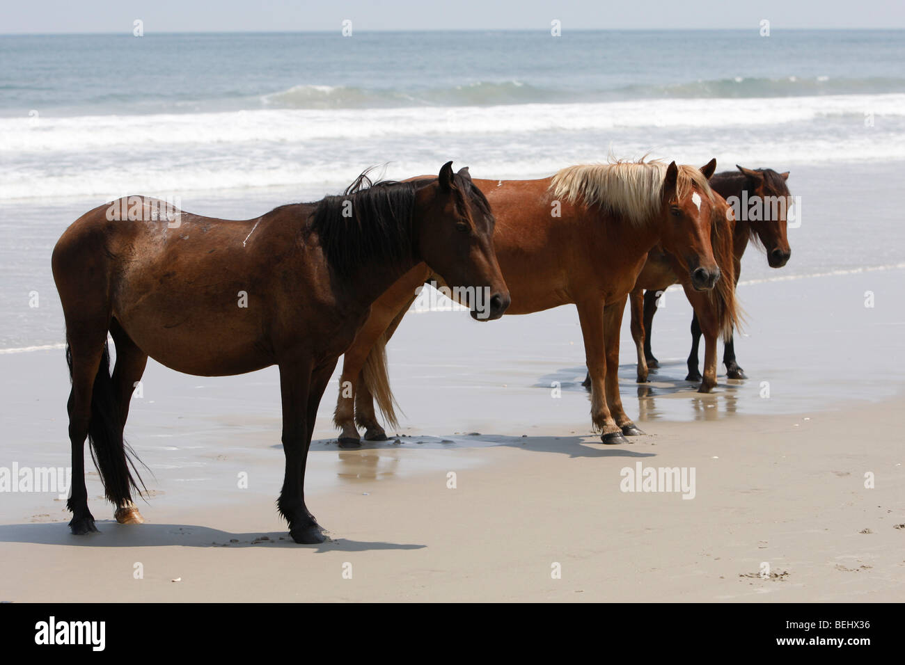 Carova Beach NC: Wilde Pferde spielen am Strand in den nördlichsten Teil der Outer Banks, North Carolina Stockfoto