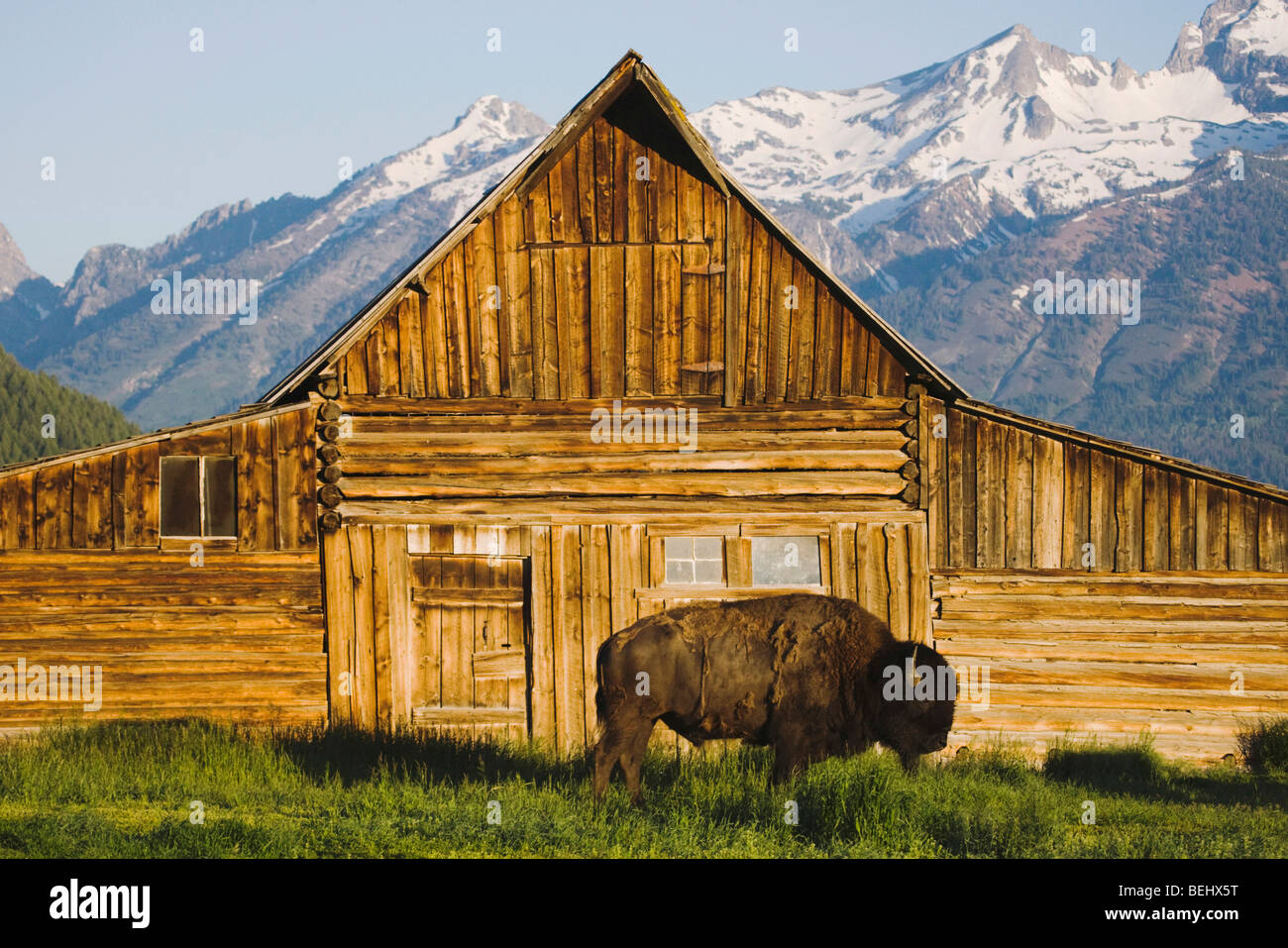 Amerikanischer Bison, Büffel (Bison Bison) Erwachsenen vor alte hölzerne Scheune und Grand Teton Range, flach Antilope, Grand Teton NP, USA Stockfoto