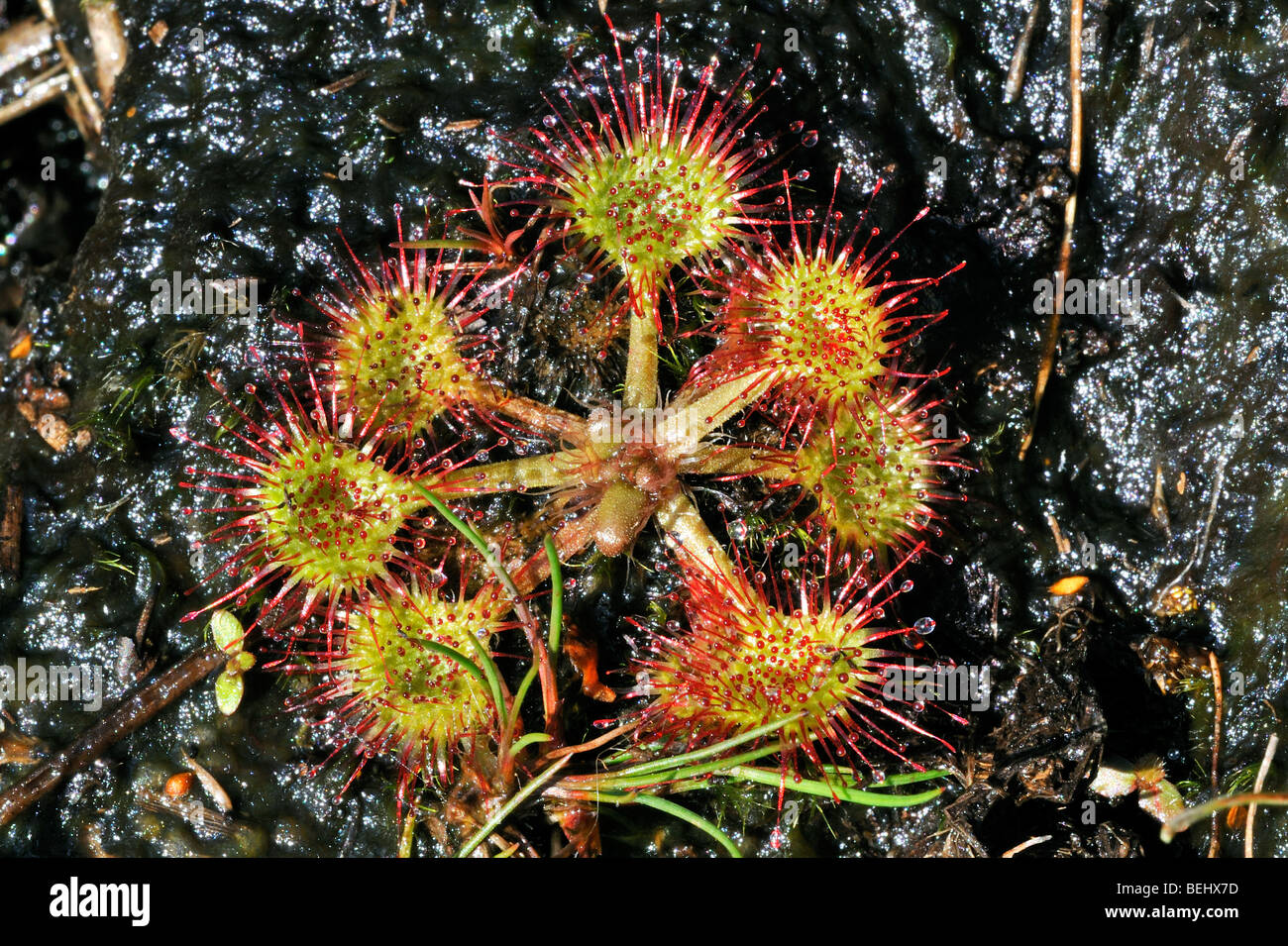 Sonnentau / Runde-leaved Sonnentau (Drosera Rotundifolia) wächst im Moor Stockfoto