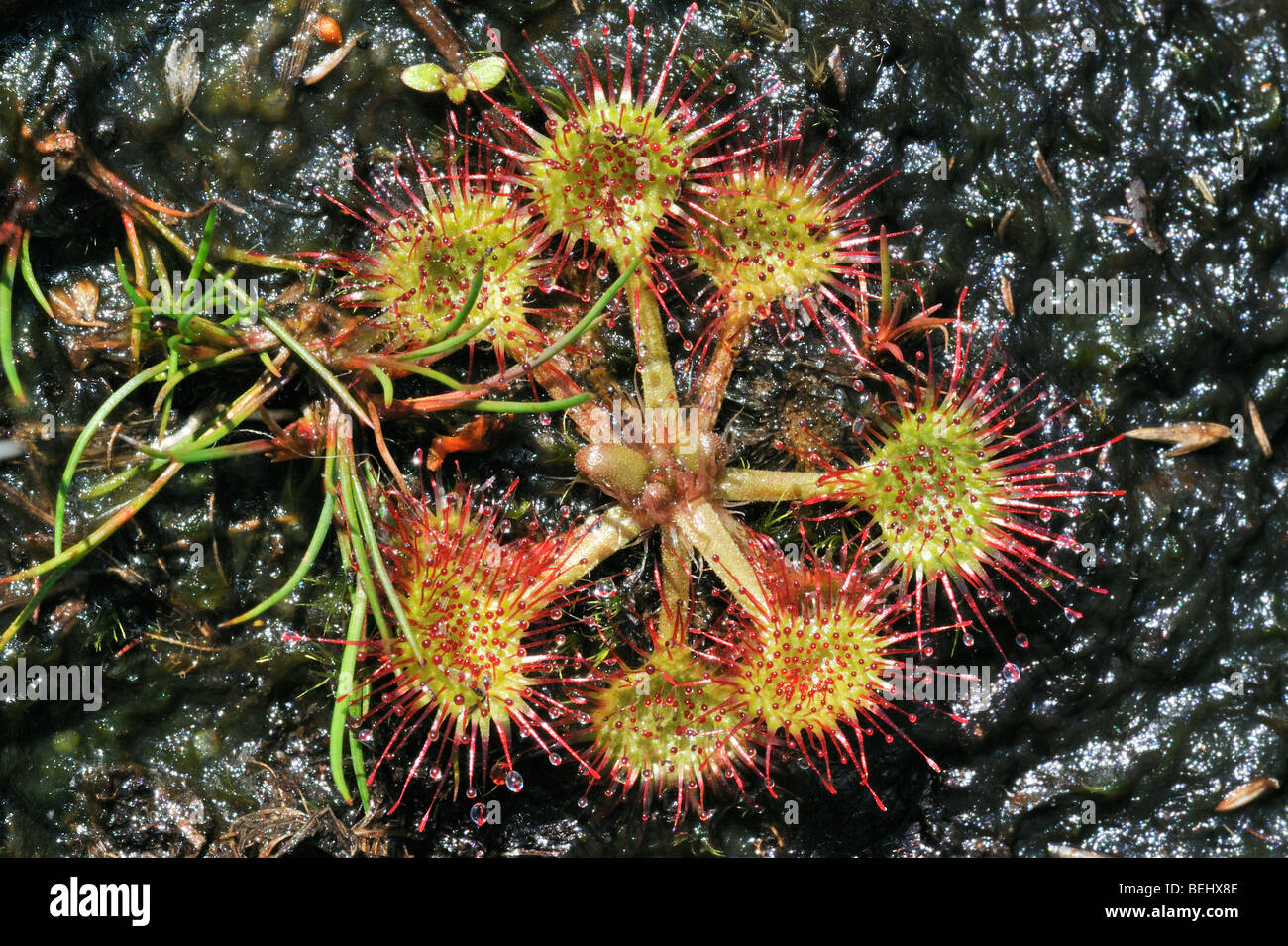 Sonnentau / Runde-leaved Sonnentau (Drosera Rotundifolia) wächst im Moor Stockfoto