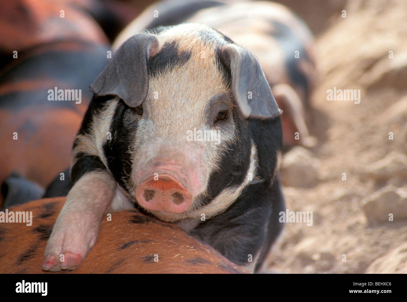 Nette 4-Wege Kreuz schwarz-weiß gefleckte Hybrid Ferkel Klettern und stehend, Midwest USA Stockfoto