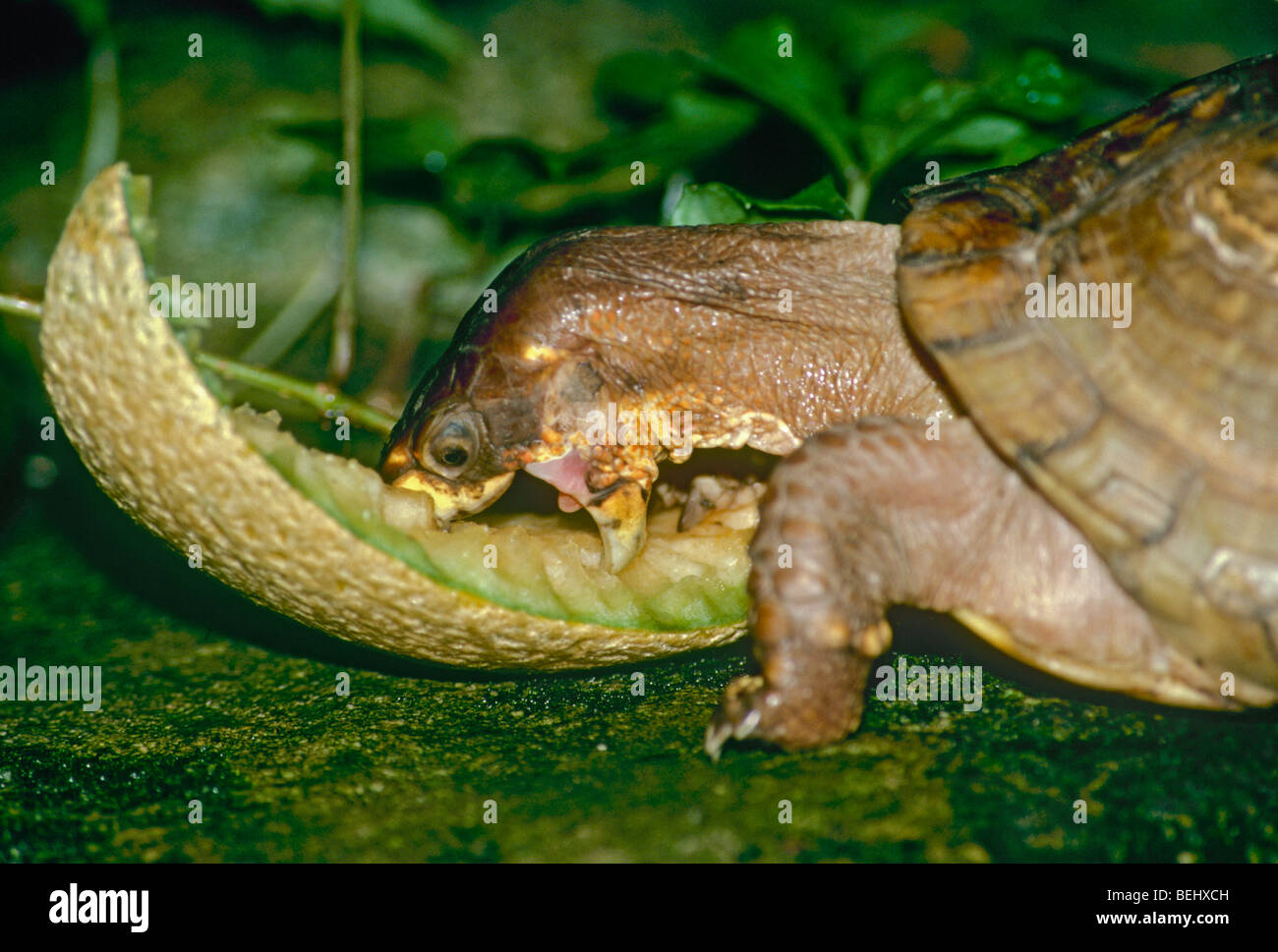 Wilder Kasten-Schildkröte Essen Cantaloupe-Melone mit großer Freude, Midwest USA Stockfoto