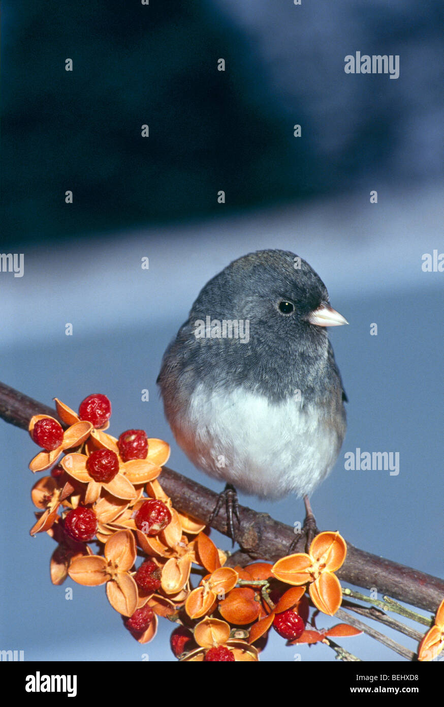 Dunkel-gemustertes Junco auf amerikanischen Bittersweet Zweig mit Beeren, Celastrus Scandens, im Winter, Midwest USA Stockfoto