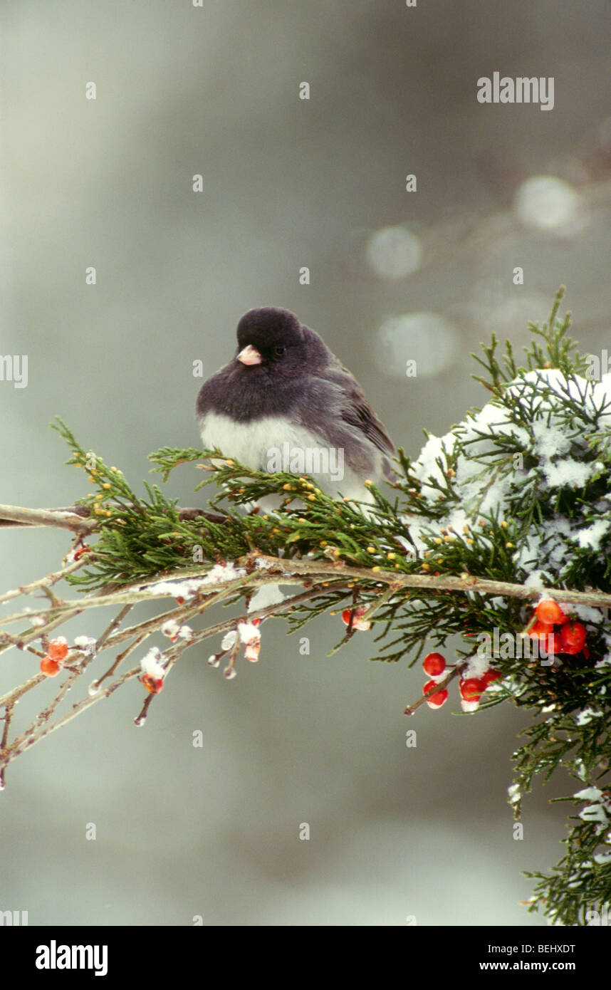 Dunkel-gemustertes Junco (Junco Hyemalis) thront auf Schnee beladenen Zweig mit Einheimischen, die Holly Beeren, Midwest USA Stockfoto