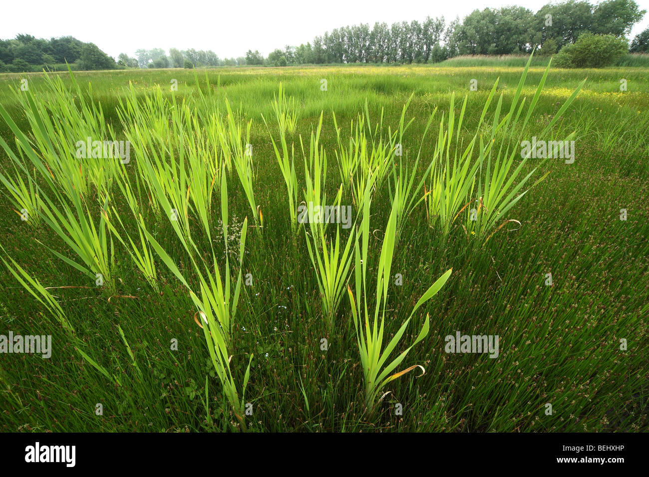 Rohrkolben / breitblättrigen Rohrkolben / mehr Binsen / große Reedmace (Typha Latifolia) Stockfoto
