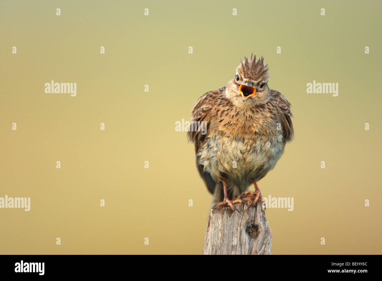 Feldlerche (Alauda Arvensis) vom Zaun Pfosten entlang singen Stockfoto