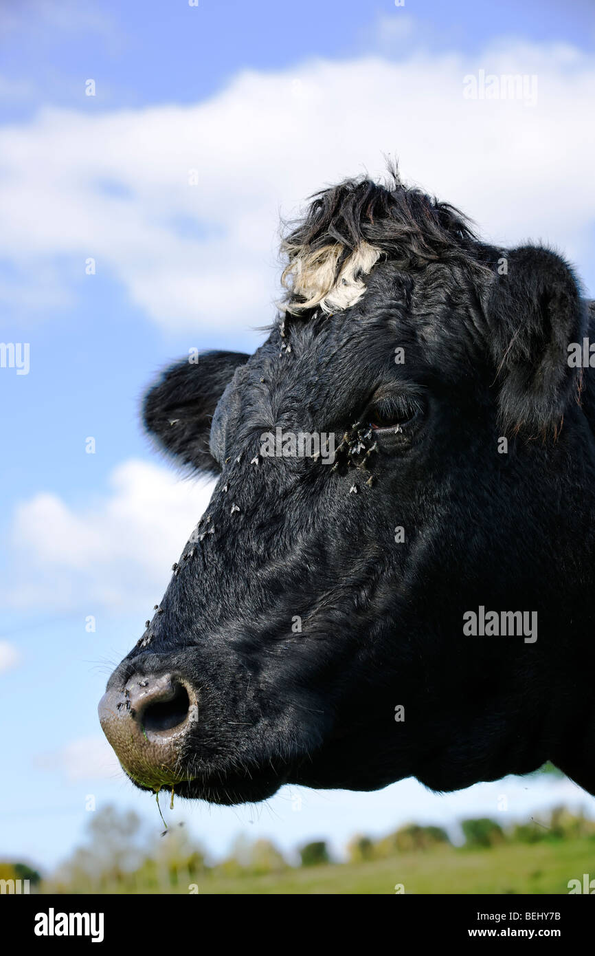 Kuh von fliegen belästigt Stockfoto