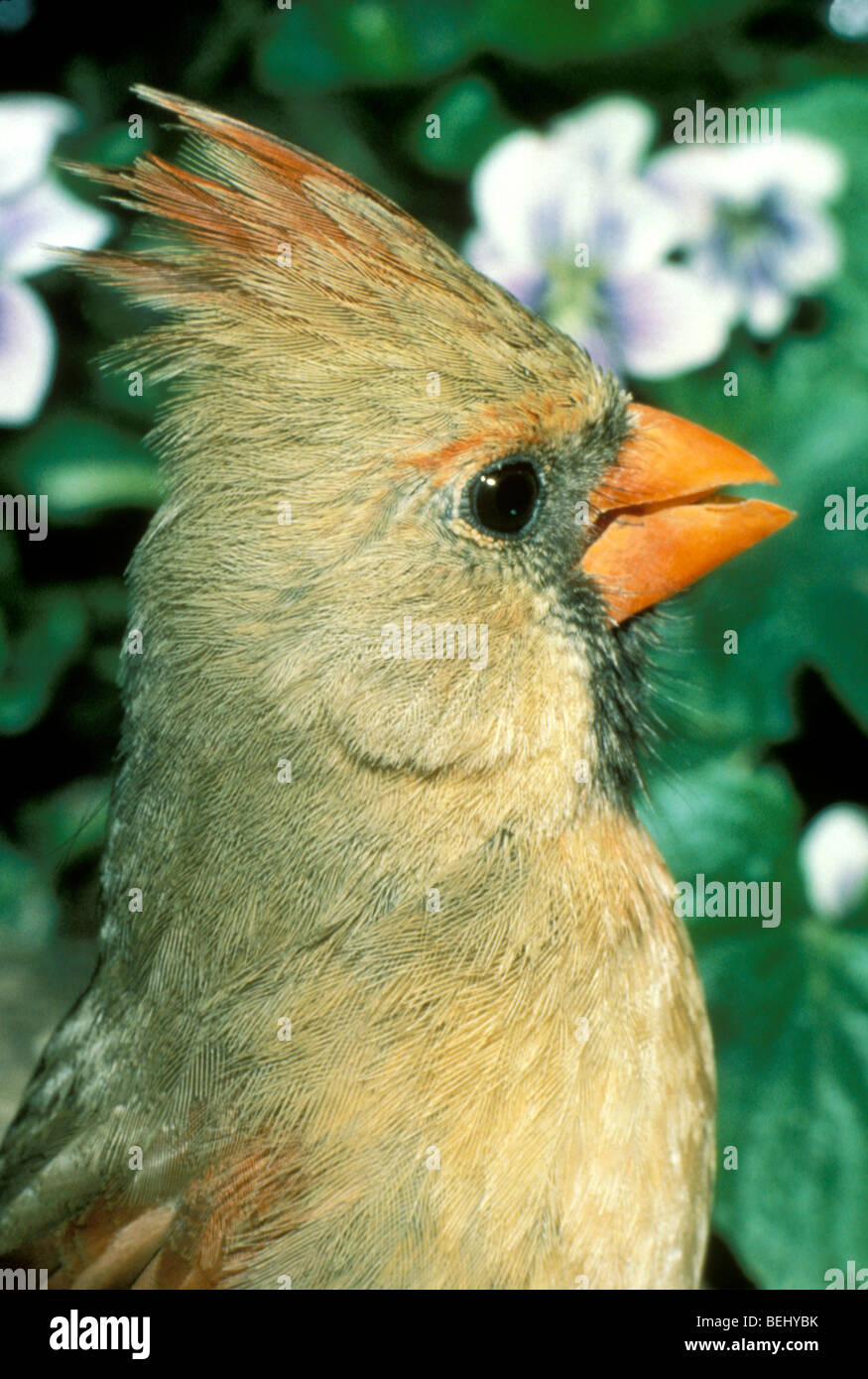 Weibliche Kardinal im Profil auf Sommer Tag mit violetten Blüten hinter ihr in einem Wald, Midwest USA Stockfoto