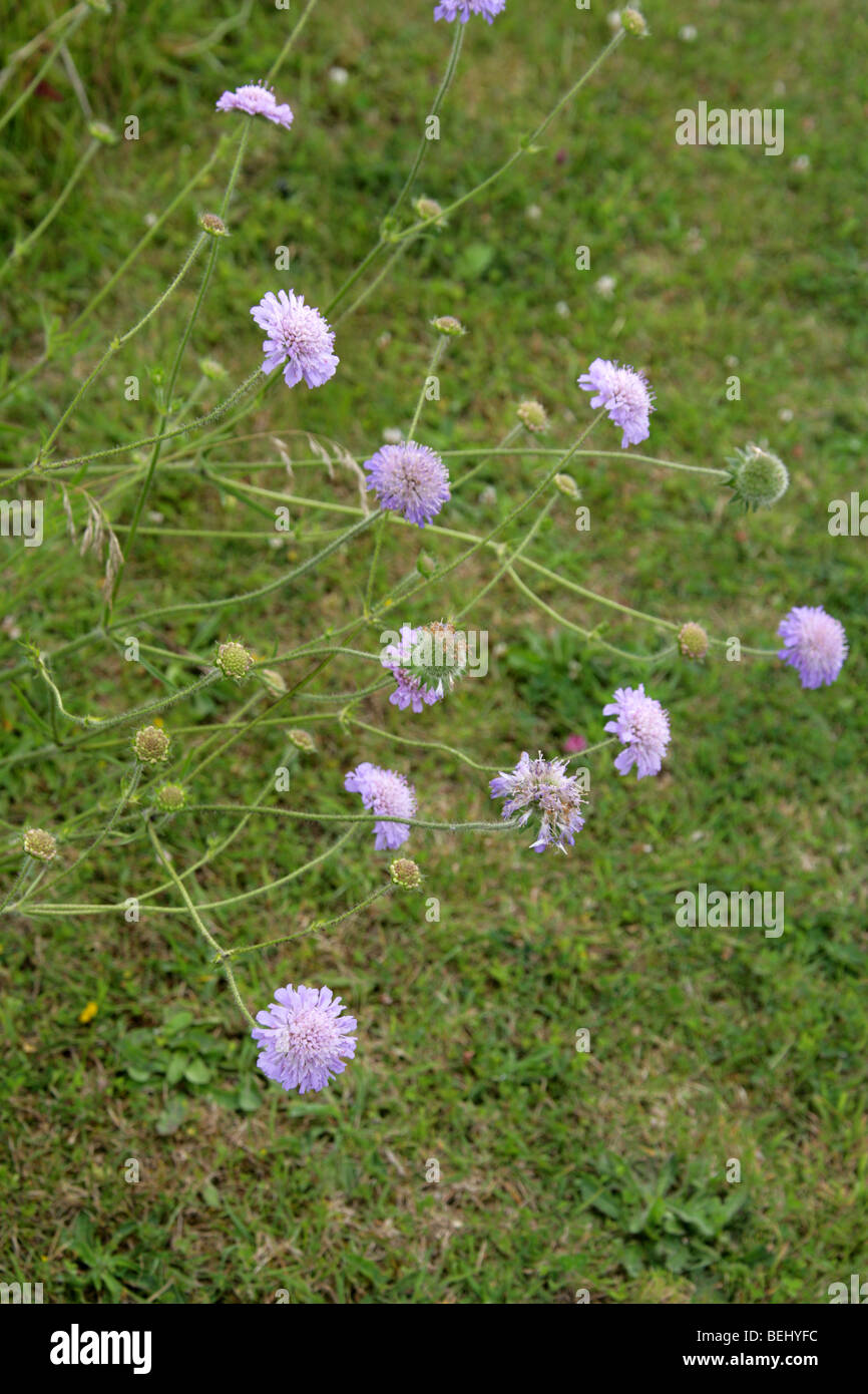 Witwenblume Feld, Knautia Arvensis, Dipsacaceae Stockfoto
