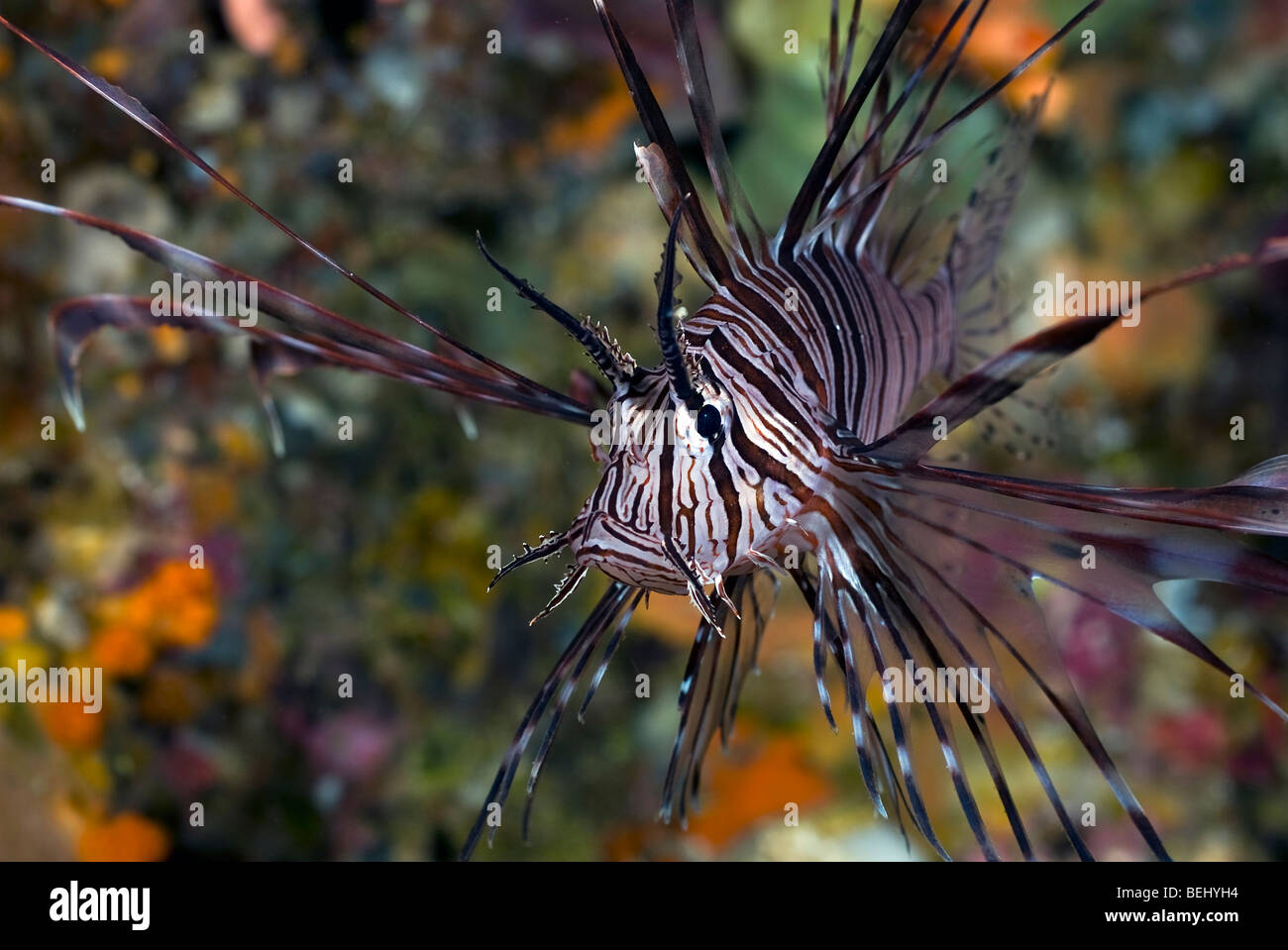 Juvenile gemeinsame Rotfeuerfisch unter Wasser. Stockfoto
