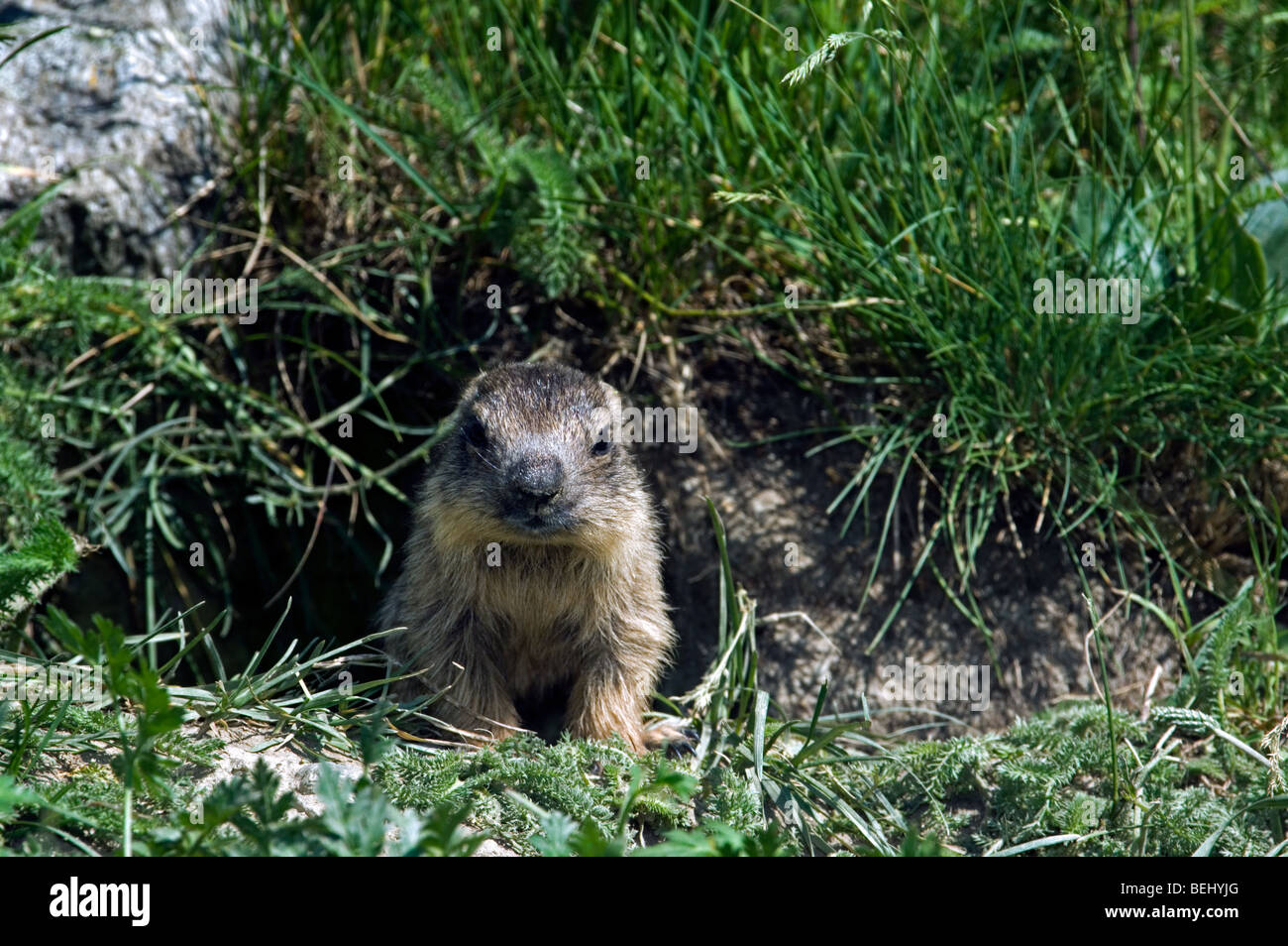 Junge Alpine Murmeltier (Marmota Marmota) sitzen im Eingang der Höhle, Nationalpark Gran Paradiso, Italienische Alpen, Italien Stockfoto