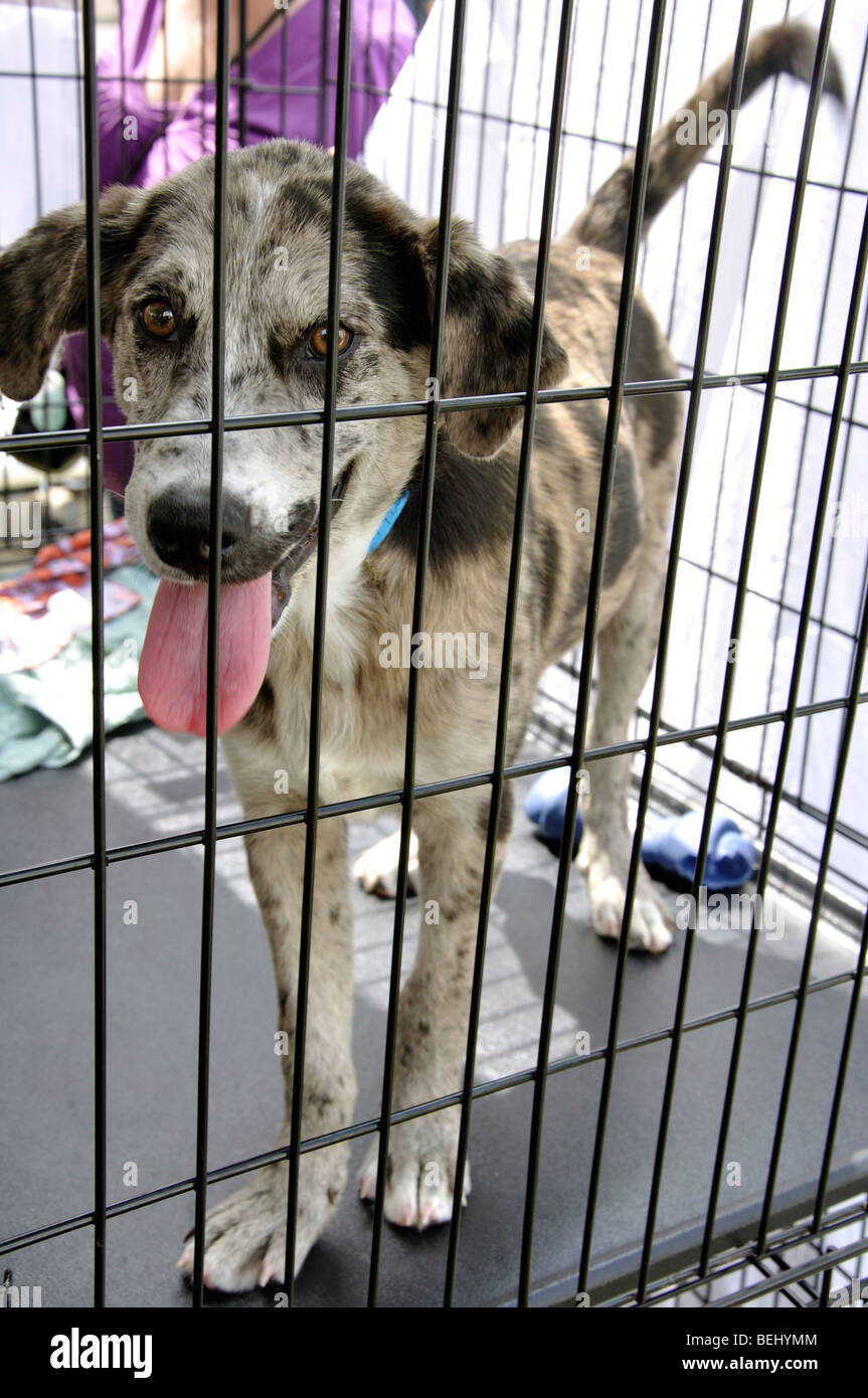 Hund Im Kafig Fur Annahme Stockfotografie Alamy