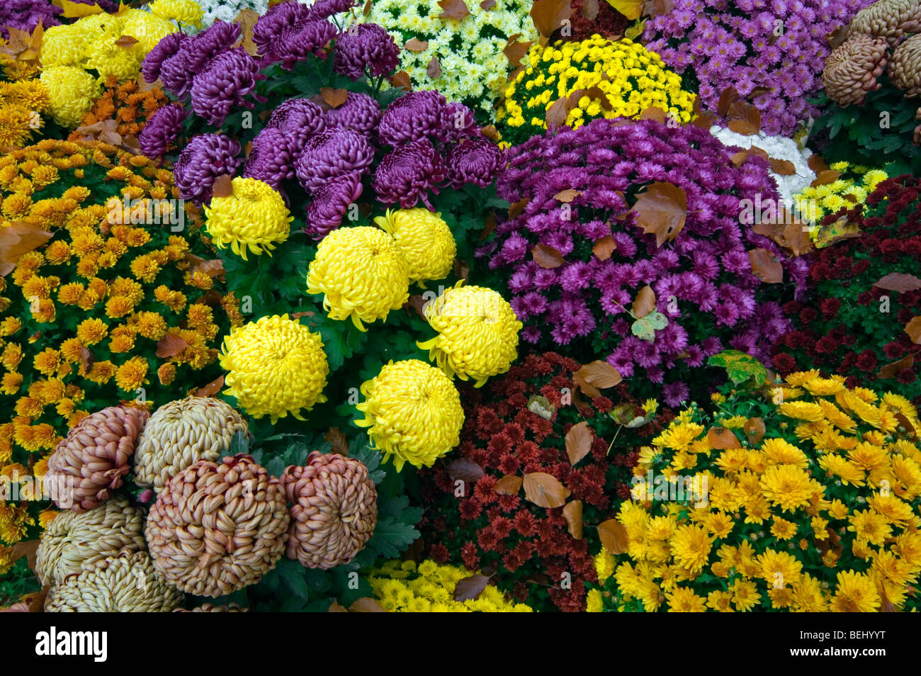 Bunte Blumensträuße von Chrysanthemen in verschiedenen Farben auf Friedhof Stockfoto