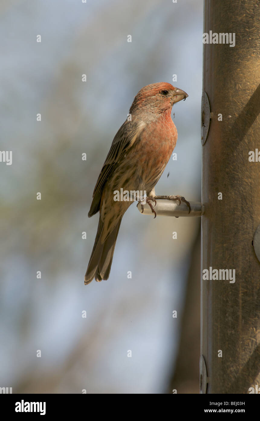 Rot-Finch am Futterhäuschen Stockfoto