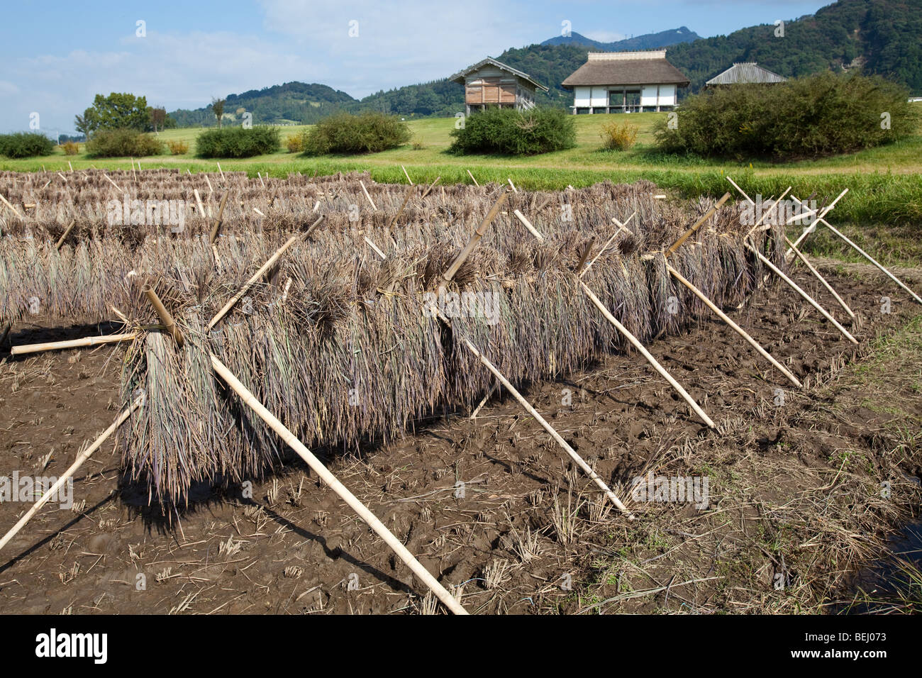 Traditioneller japanischer Reis Stiele Stockfoto