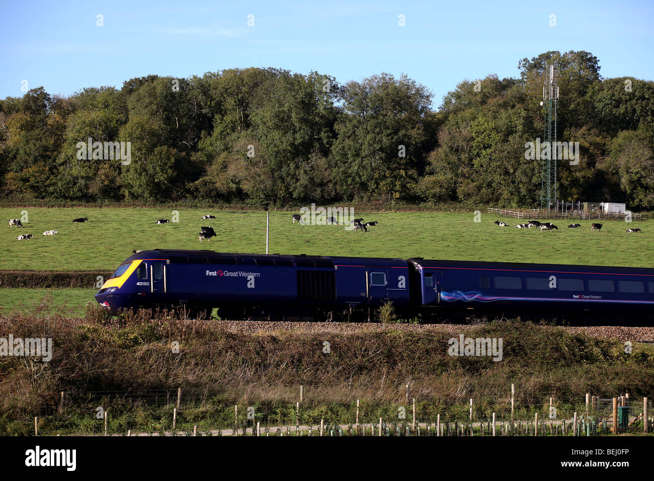 Picture by Mark Passmore. 10.10.2009. Ein Zug geht durch ein Feld voller Kühe mit einem Handy-Mast im Hintergrund. Stockfoto