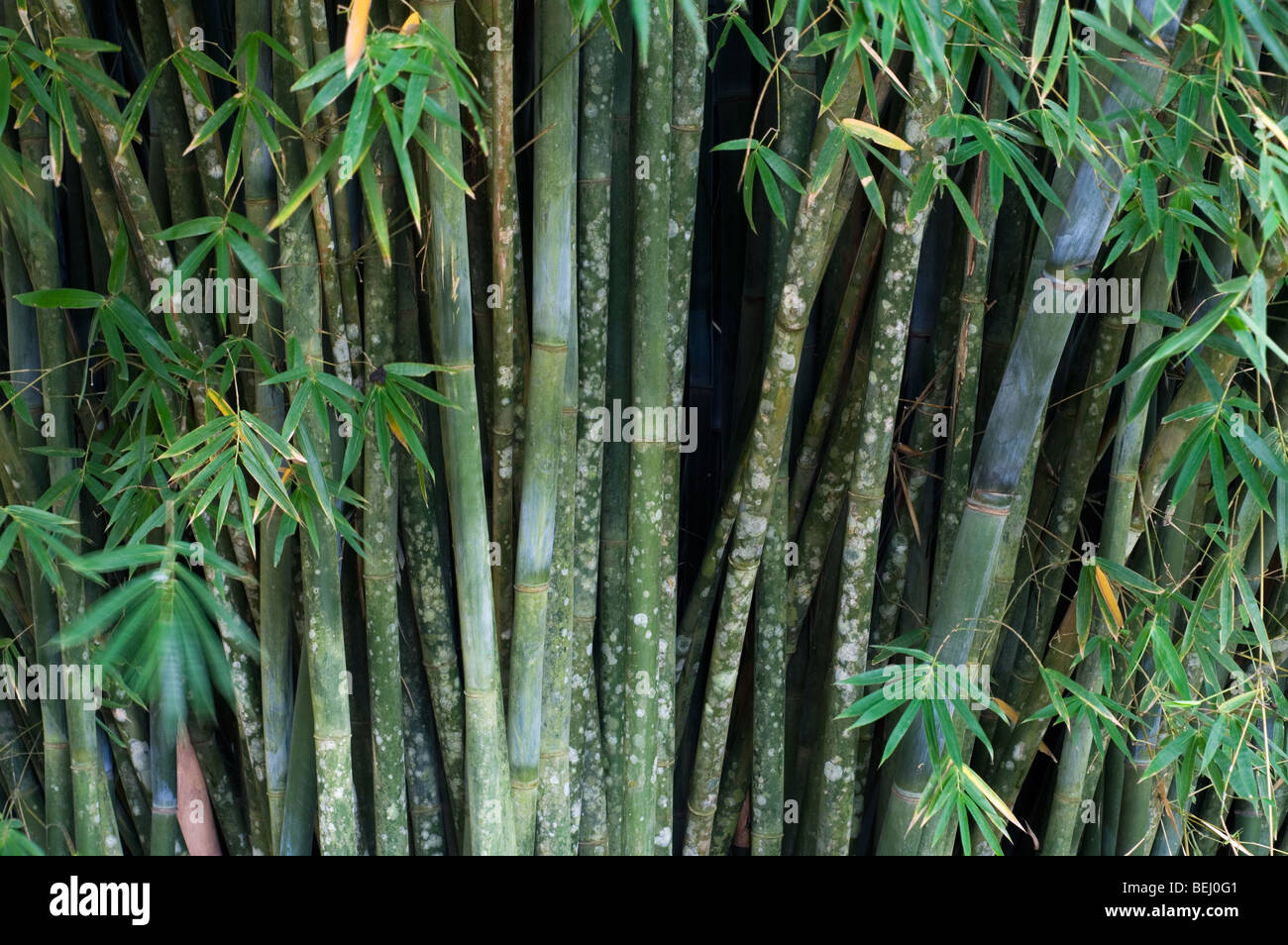 Riesen Holz Bambus / von Oldham Bambus (Bambusa Oldhamii), native China,  Taiwan, Asien Stockfotografie - Alamy
