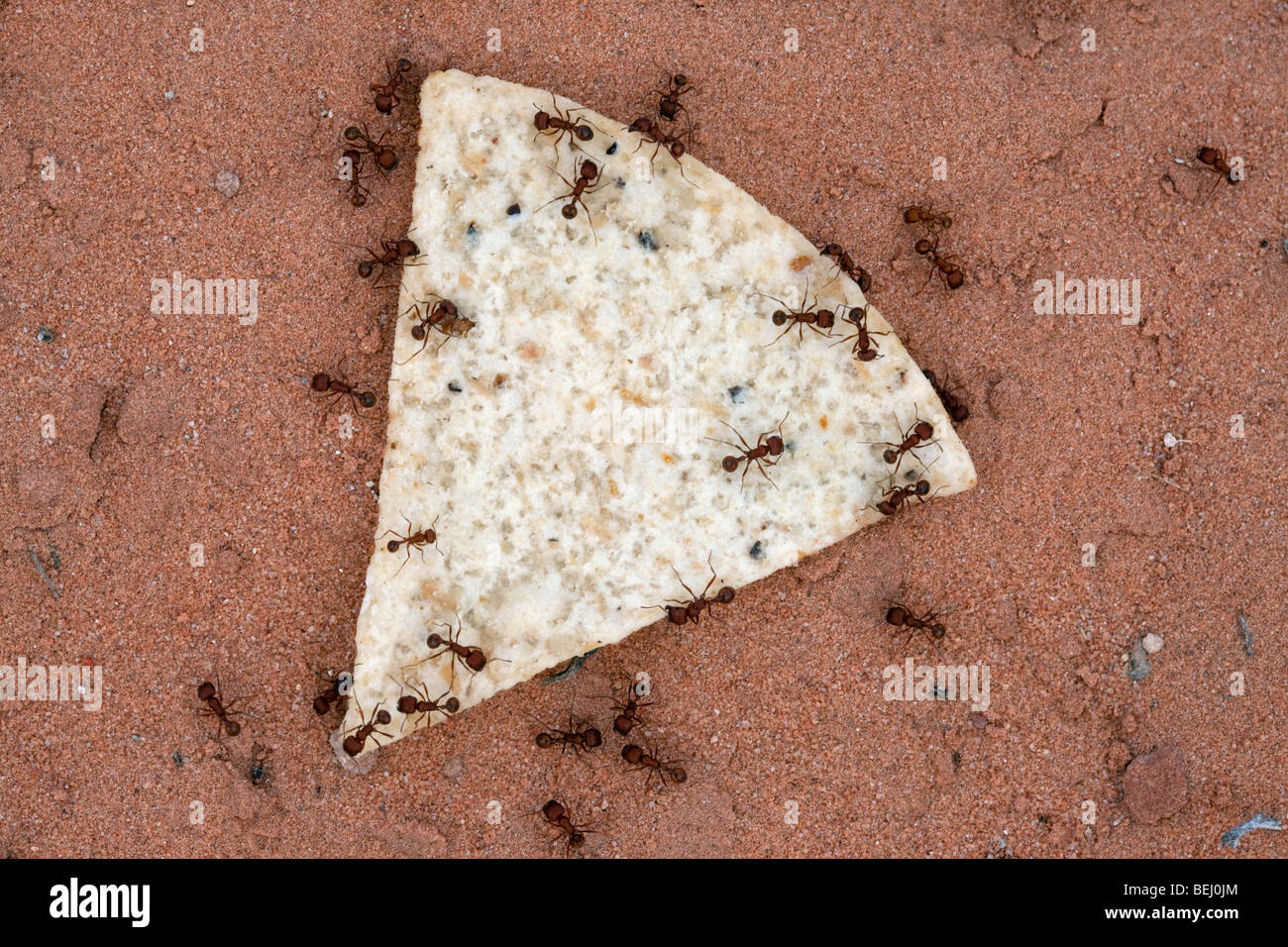 Ameisen arbeiten zusammen, um Lebensmittel, die viel größer als Sie selbst zu bekämpfen. Stockfoto
