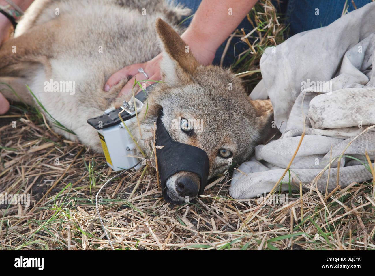 Kojote (Canis Latrans), Erwachsene Fotomarkierungen, Schweißer Wildlife Refuge, Sinton, Fronleichnam, Coastal Bend, Texas, USA Stockfoto